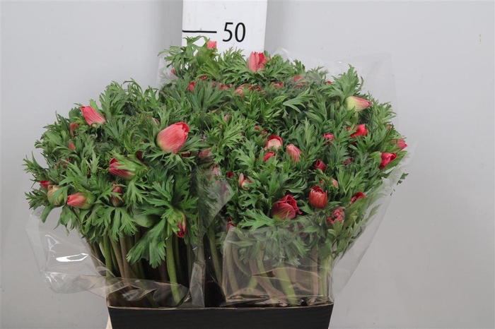 <h4>Anem Co Meron Red</h4>