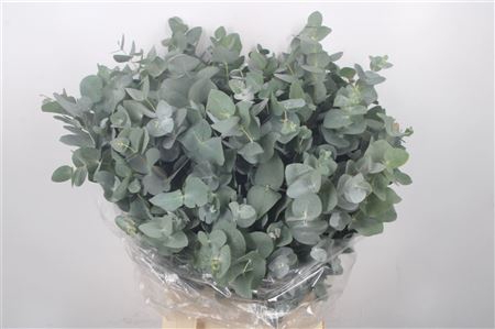 <h4>Euc Cinerea Per Bunch 150 Gram</h4>