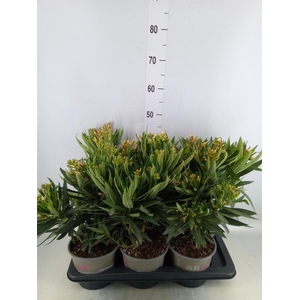 Nerium oleander   ...