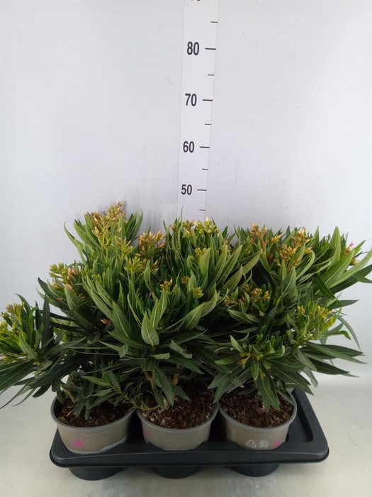 <h4>Nerium oleander   ...</h4>