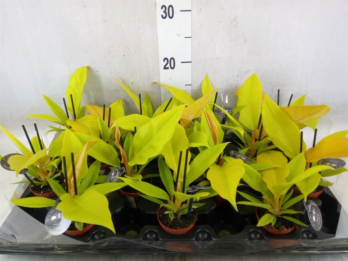 <h4>Philodendron   ...</h4>