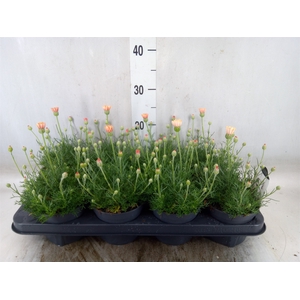 Rhodanthemum hosm. 'Zagora Orange'
