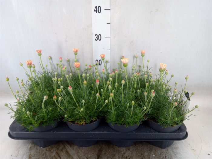<h4>Rhodanthemum hosm. 'Zagora Orange'</h4>