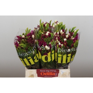BQ Wild Flower
