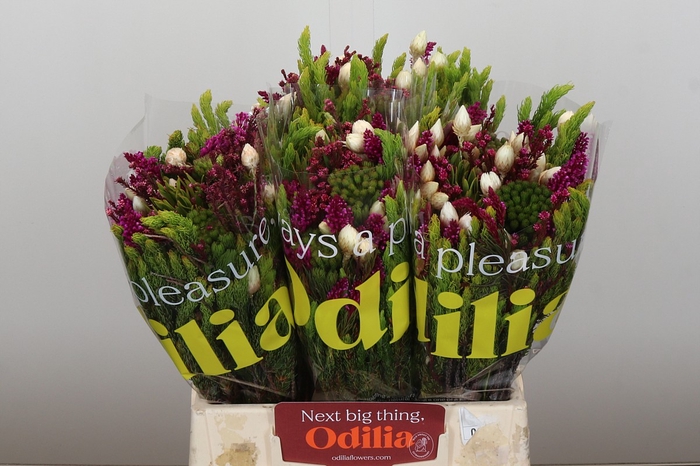 <h4>BQ Wild Flower</h4>