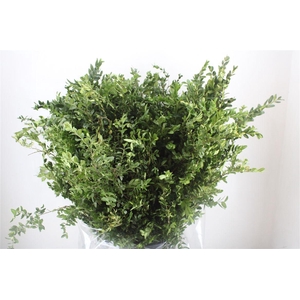 Buxus Green P Bunch