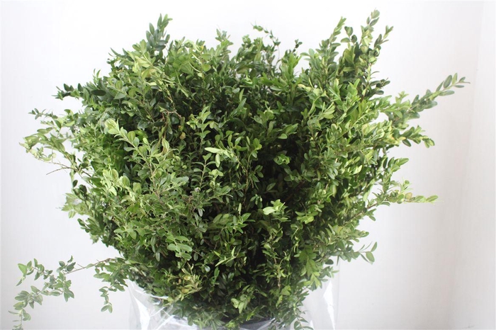 <h4>Buxus Green P Bunch</h4>