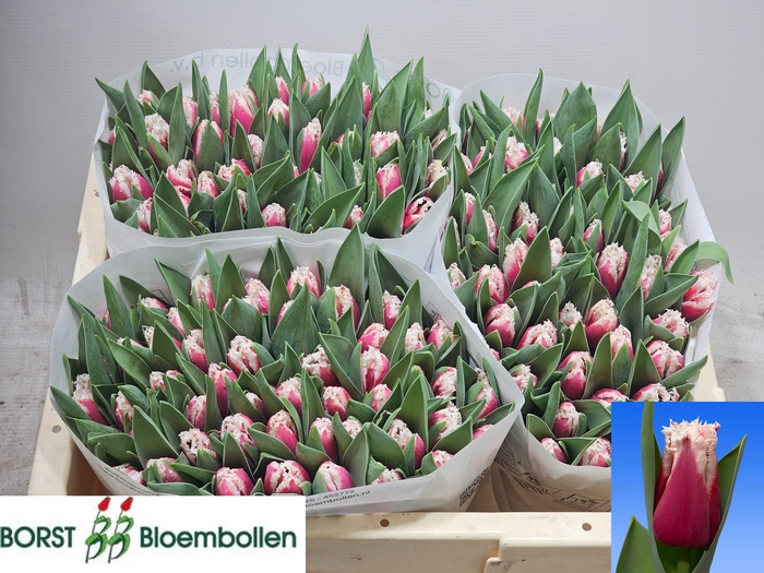 <h4>TU FR SAN LEANDRO</h4>