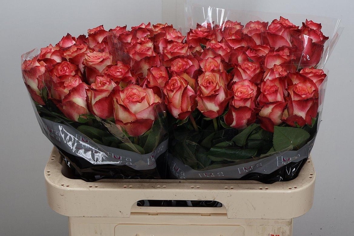 <h4>R Gr Attraction</h4>