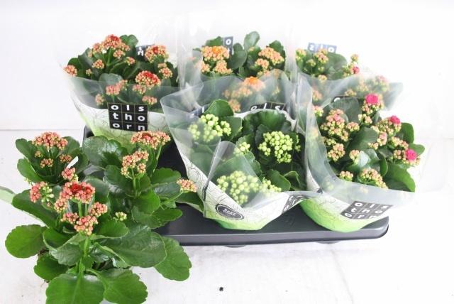 <h4>KAL GE GEM 4 KL</h4>