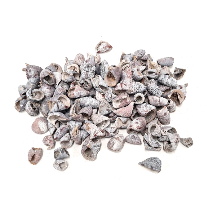 <h4>Lansunia petal 500gr in poly Frosted White</h4>