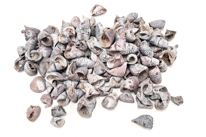 Lansunia petal 500gr in poly Frosted White