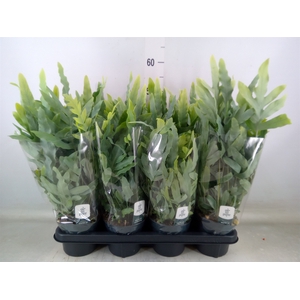 Phlebodium aureum 'Blue Star'