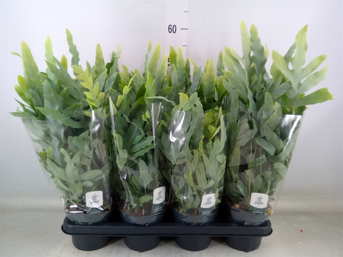 <h4>Phlebodium aureum 'Blue Star'</h4>