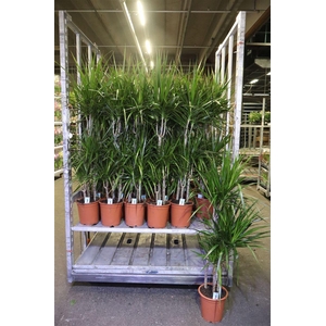 Dra Marginata