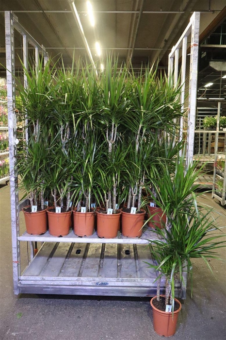 <h4>Dra Marginata</h4>