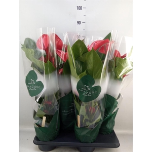 Anthurium andr. 'Melodia Ibis'