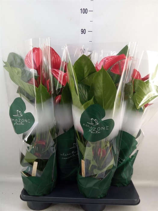 <h4>Anthurium andr. 'Melodia Ibis'</h4>