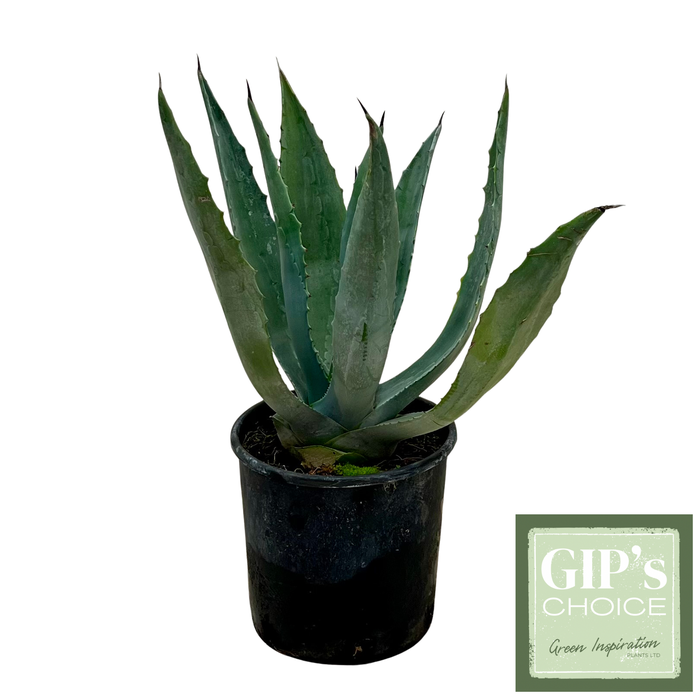 <h4>Agave americana P18</h4>