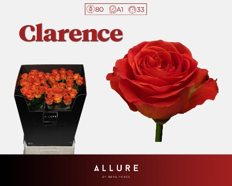 <h4>R GR CLARENCE+ ALLURE</h4>