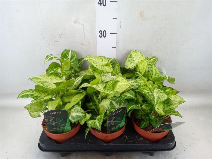 <h4>Syngonium  'Arrow'</h4>