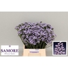 Limonium sinuatum Donau Birds