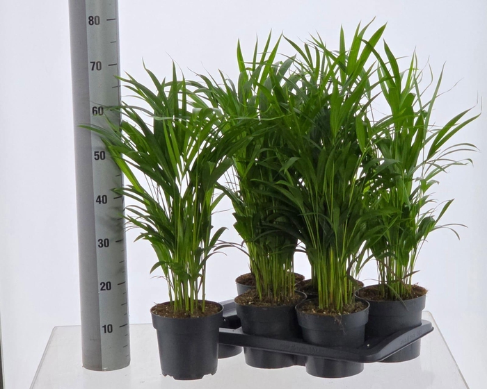 <h4>DYPSIS LUTESCENS</h4>