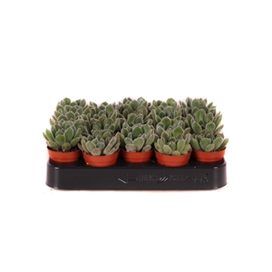 Echeveria setosa 5,5 cm
