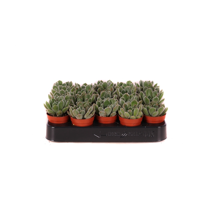 <h4>Echeveria setosa 5,5 cm</h4>