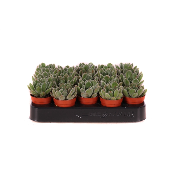 Echeveria setosa 5,5 cm