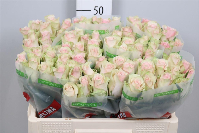 <h4>R Gr Pink Athena</h4>