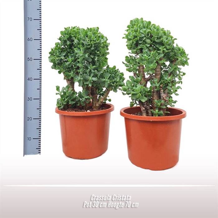 <h4>Crassula arborescens Curly</h4>