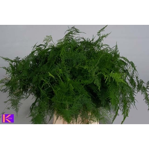 ASPARAGUS S