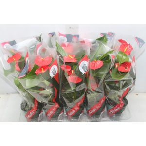 ANTHURIUM ESUDO P12