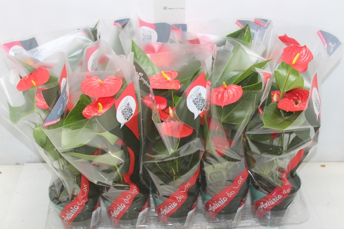 <h4>ANTHURIUM ESUDO P12</h4>