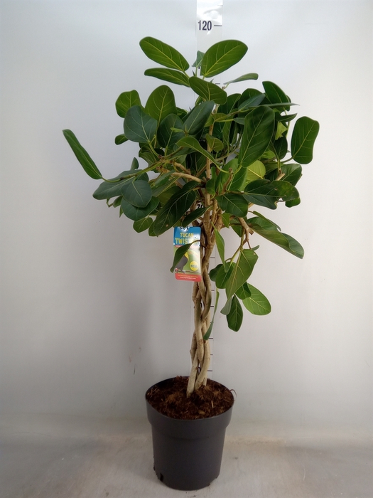 <h4>Ficus benghalensis</h4>