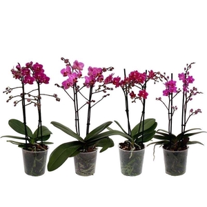 Phal. Multiflora 2-tak 