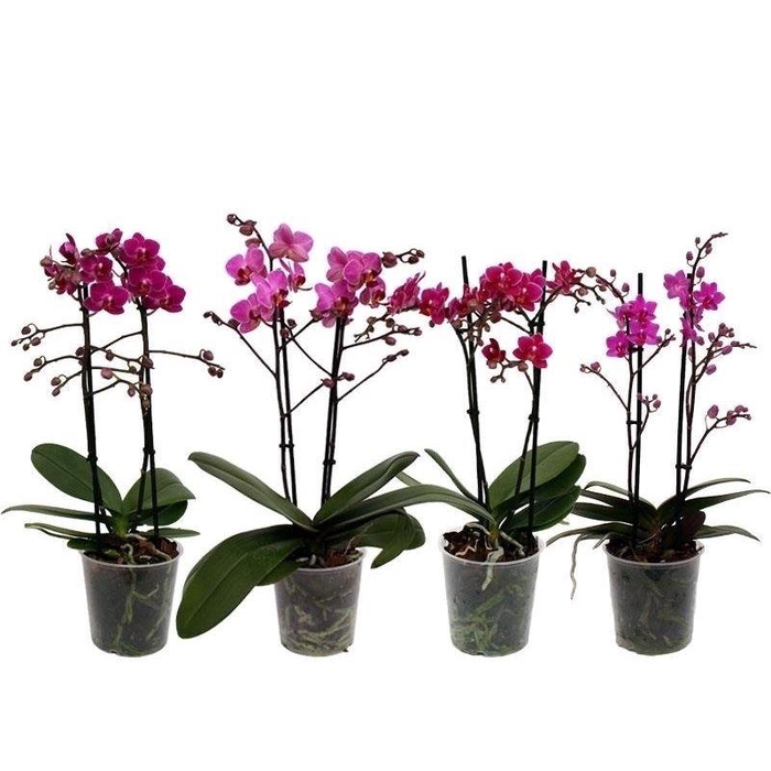 <h4>Phal. Multiflora 2-tak "Paarse/Lila/Roze tinten"</h4>
