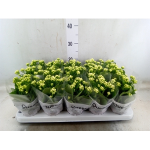 Kalanchoe blos. 'RosFlow Sia'