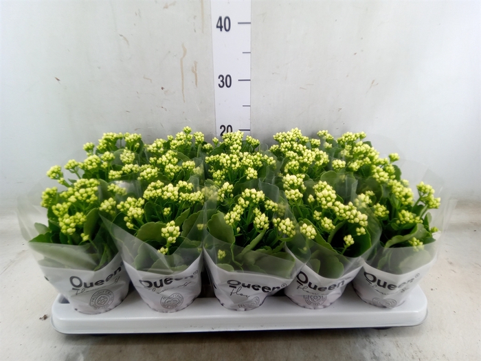<h4>Kalanchoe blos. 'RosFlow Sia'</h4>