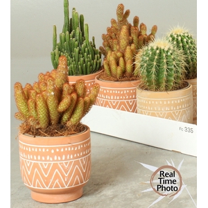 CACTUS GEM