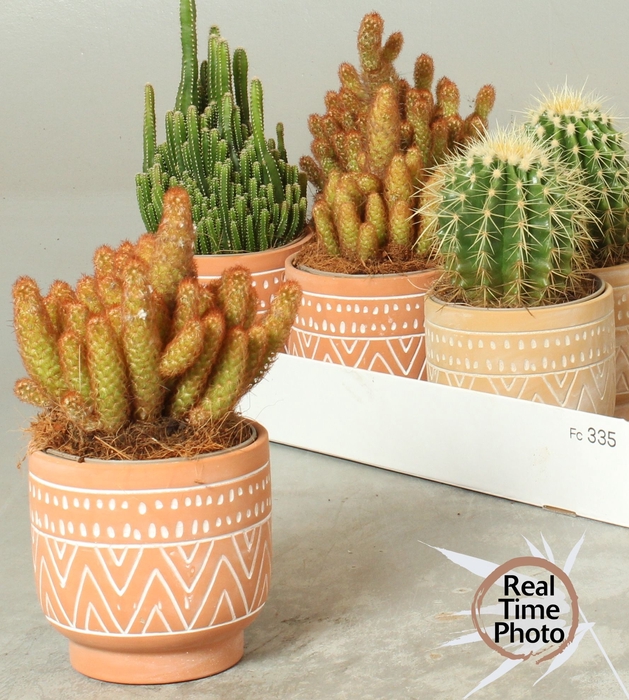<h4>CACTUS GEM</h4>