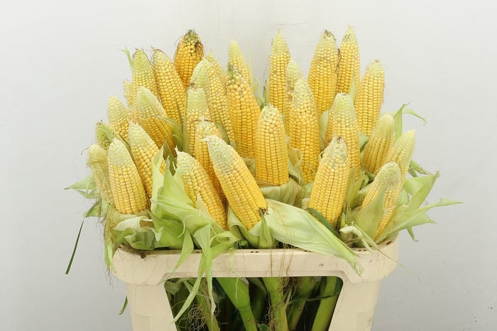 <h4>Zea Mays Tak</h4>