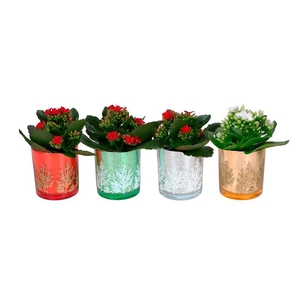 KALANCHOE BLOSSFELDIANA 'MINI'