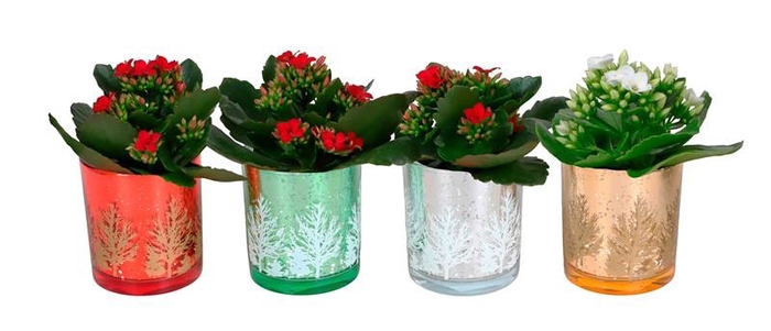 <h4>KALANCHOE BLOSSFELDIANA 'MINI'</h4>