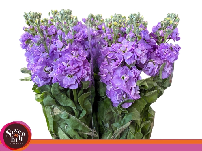 <h4>MATTH MATHILDA LAVEN</h4>