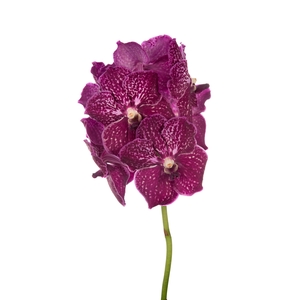 Vanda Ruby Love X16