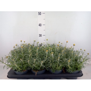 Rhodanthemum hosm. 'Zagora Yellow'