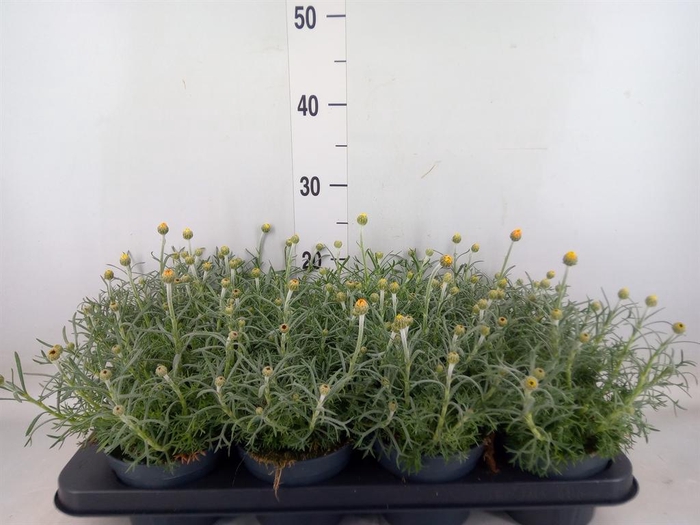 <h4>Rhodanthemum hosm. 'Zagora Yellow'</h4>