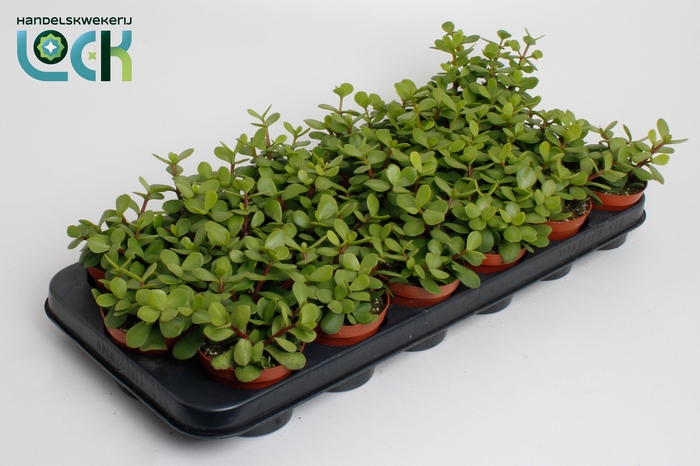 <h4>Portulacaria Afra</h4>